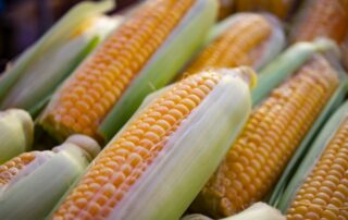 90% of US corn is grown from neonicotinoid-coated seeds.